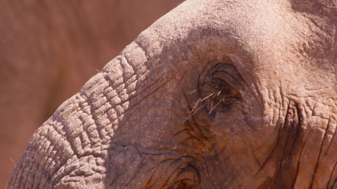 Muso di elefante africano della savana che beve da una pozza d'acqua.