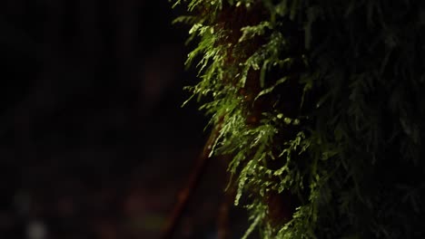 close-up of moss on tree in rainforest