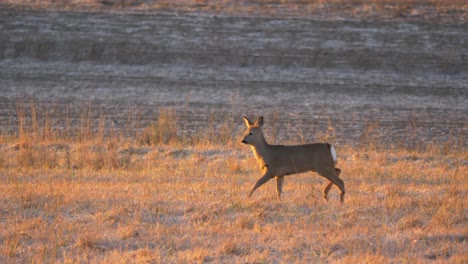 lone youngster white tailed deer pacing vigilantly through open field - wide tracking slow-motion shot