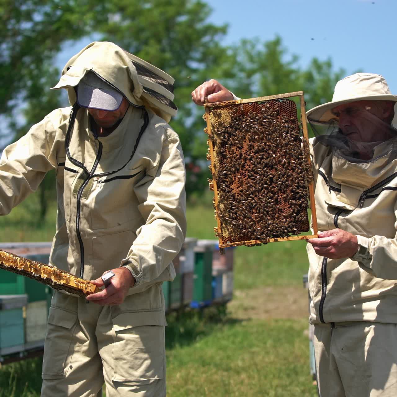 Telai di favi ricoperti di api nelle mani degli apicoltori. Apicoltori in abiti protettivi che controllano il raccolto di miele. Sfondo naturale