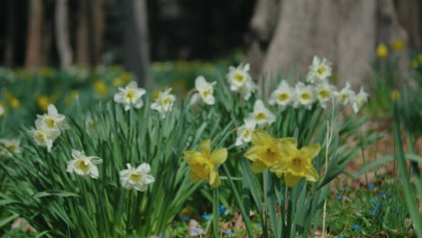 Close-Up-of-Wild-Daffodils-Growing-in-Front-a-Tree-in-the-Springtime