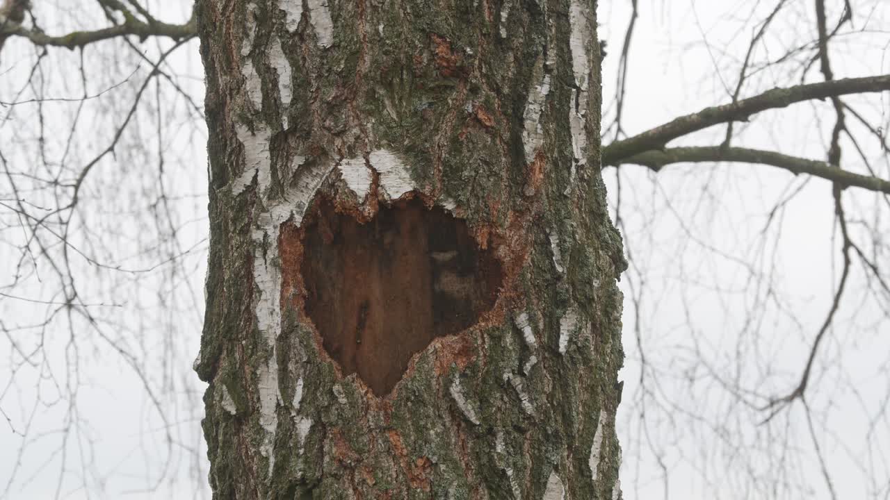 Heart-shaped hole in a birch tree trunk