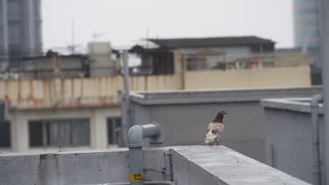 pigeon taking off from a high ledge