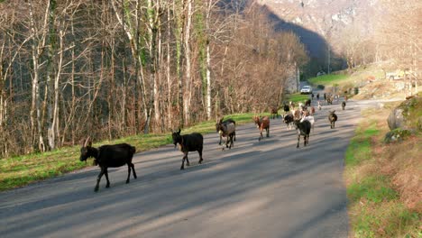 a herd of goats is walking along an asphalt road lit by the sun in cavergno village, switzerland