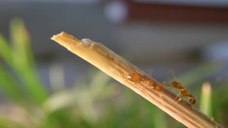 red ants climbing a small blade of grass