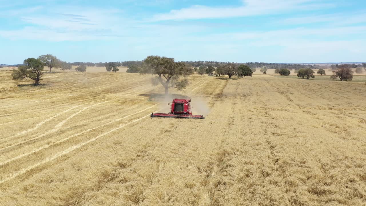 una excelente toma aérea de una cosechadora agrícola cortando un campo en parkes, nueva gales del sur, australia