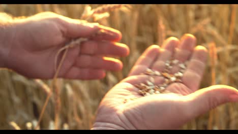 agricultor cosechando trigo