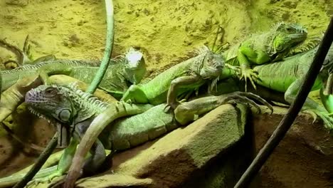 muchos exes diferentes yacen juntos en un recinto bajo una lámpara de calor