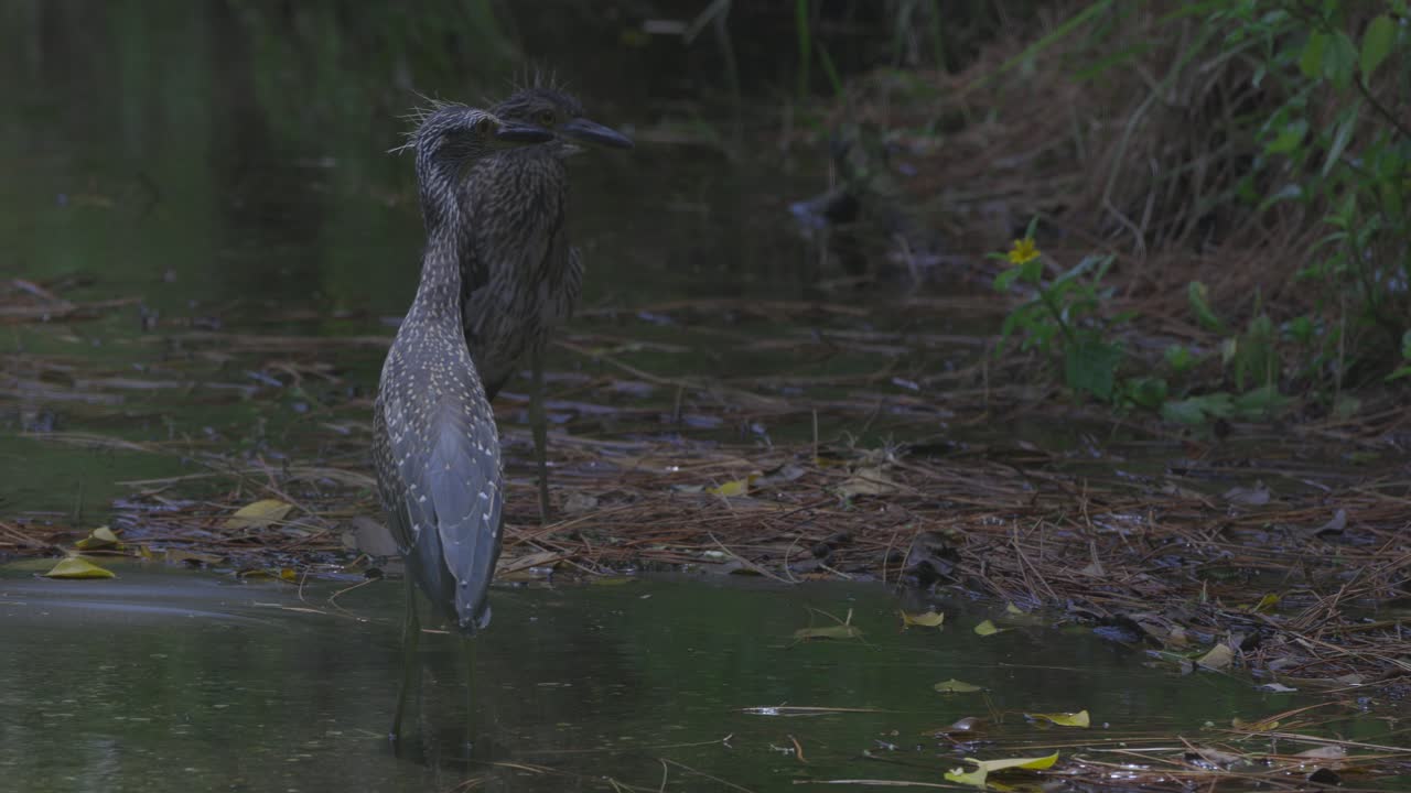 A heron stands alert on the muddy bank of a forested stream, surrounded by foliage and reflections