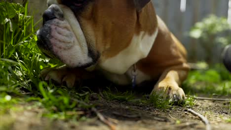 closeup english bulldog portrait, laying in backyard garden