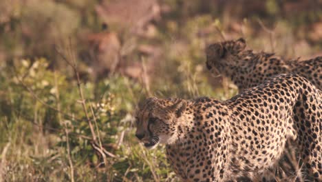 Dos-Guepardos-Merodeando-Por-La-Sabana-Africana,-En-Busca-De-Presas