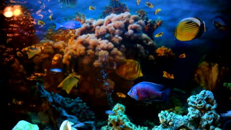 exotic fishes in an aquarium