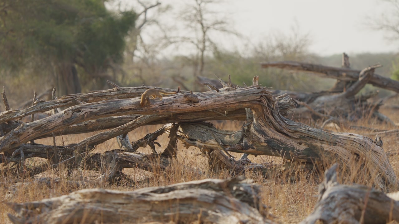 Slender mongoose explores a dead fallen tree trunk in Kruger National Park, South Africa. Slow motion wildlife behavior in dry savanna habitat with natural light.