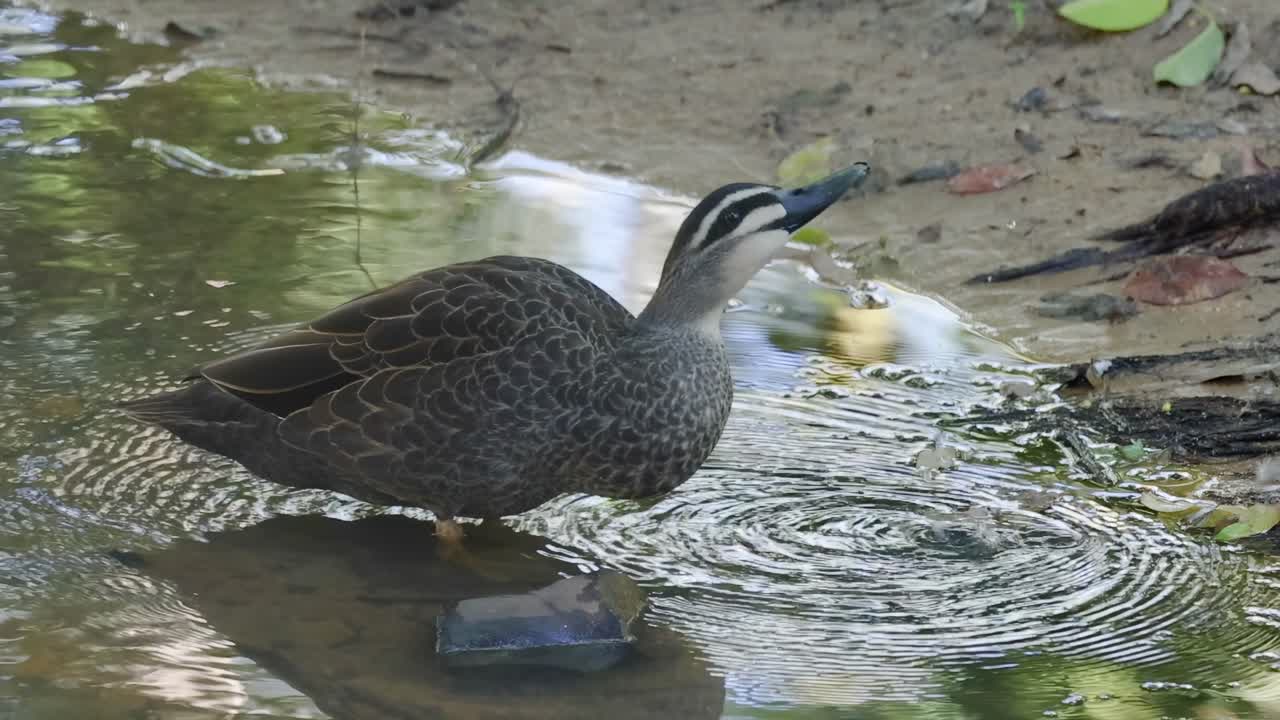 A duck peacefully drinks water at the edge of a small pond, creating gentle ripples.
