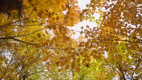 vibrant orange and yellow leaves, low angle looking straight up at the trees