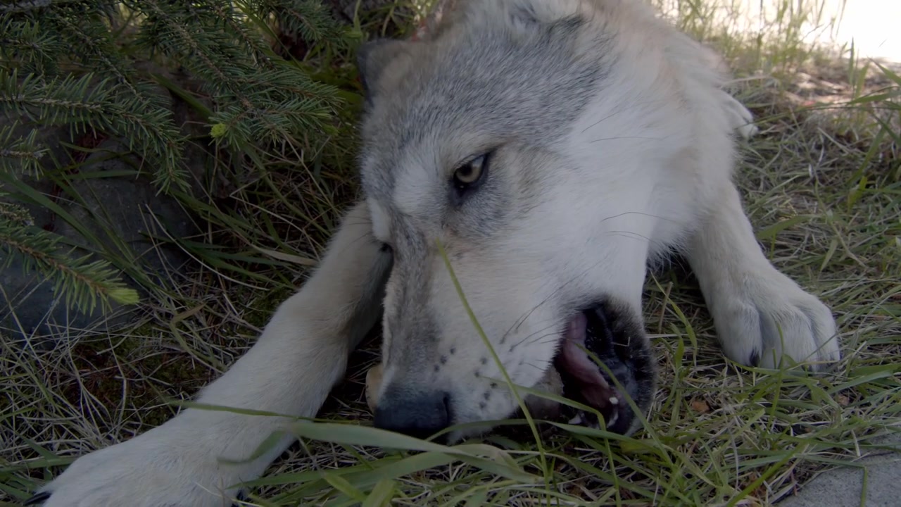 A grey wolf named Koa.