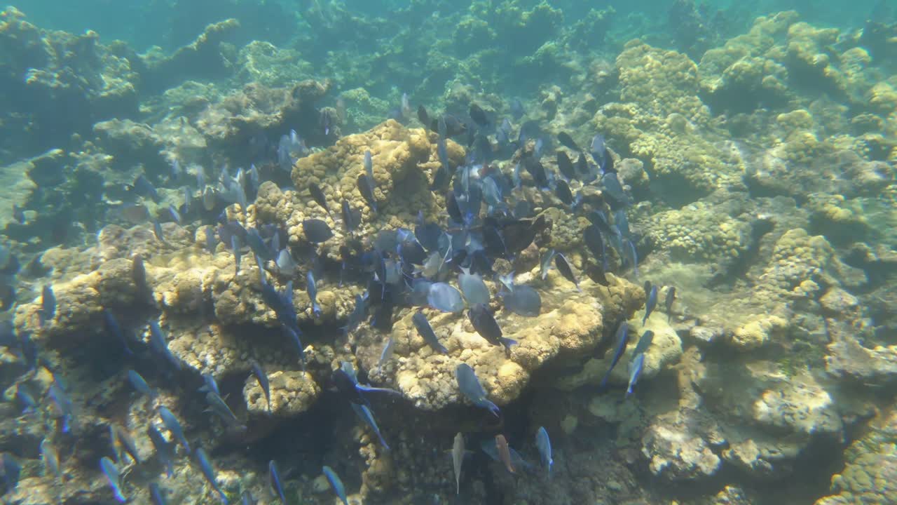 un banco de peces nadando a través de arrecifes de coral muertos en el fondo del océano en la costa rocosa en el mar del caribe