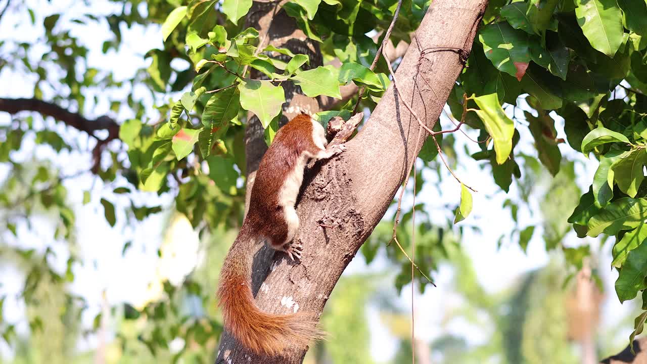 una ardilla trepando a un árbol en ayutthaya, tailandia