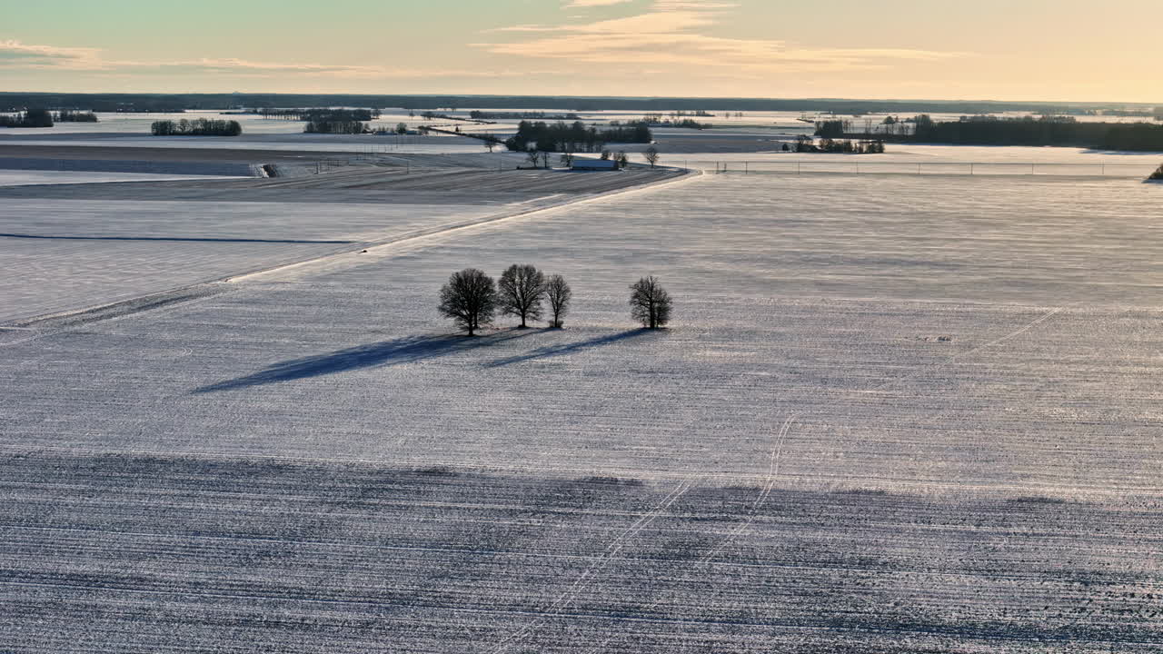 Trees casting long winter shadows across snowy terrain in soft morning light
