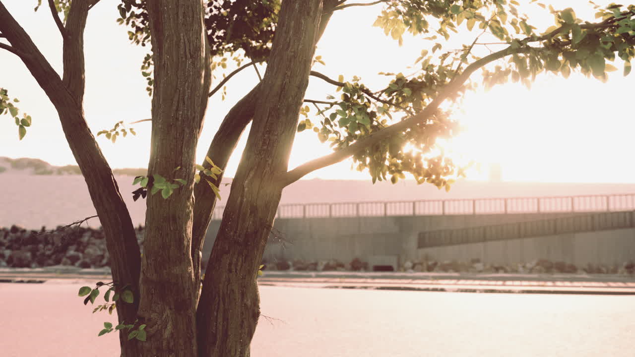 해가 지는 나무 풍경