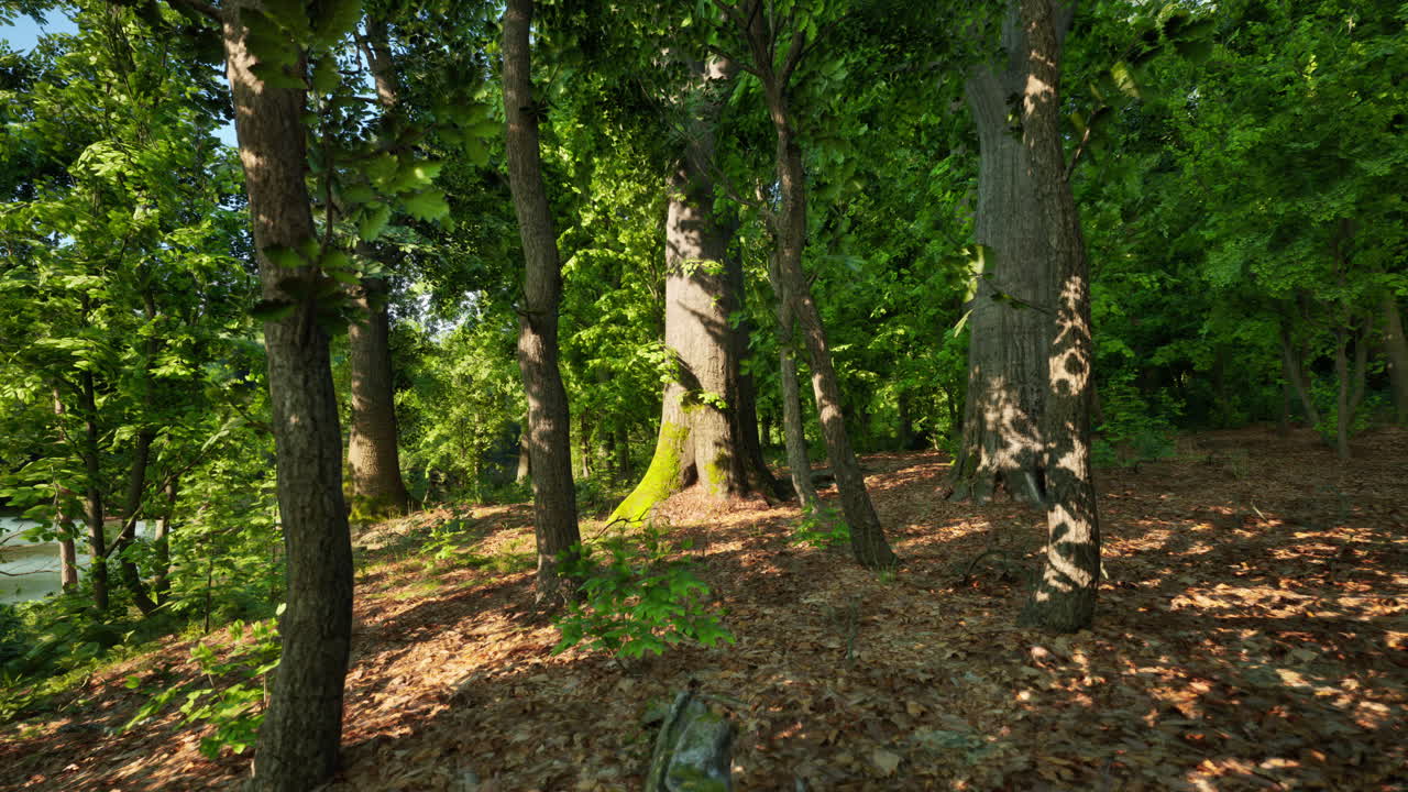 나무 와 강 이 배경 에 있는 숲 이 있는 지역