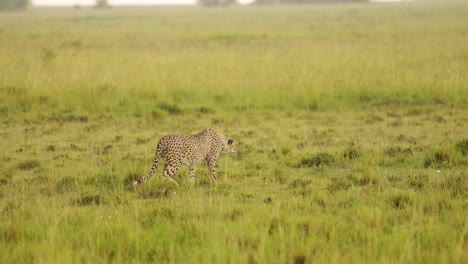 slow motion shot of cheetah roaming the maasai mara landscape, prowling through the lush grasslands of the savannah savanna, african wildlife in maasai mara national reserve, kenya