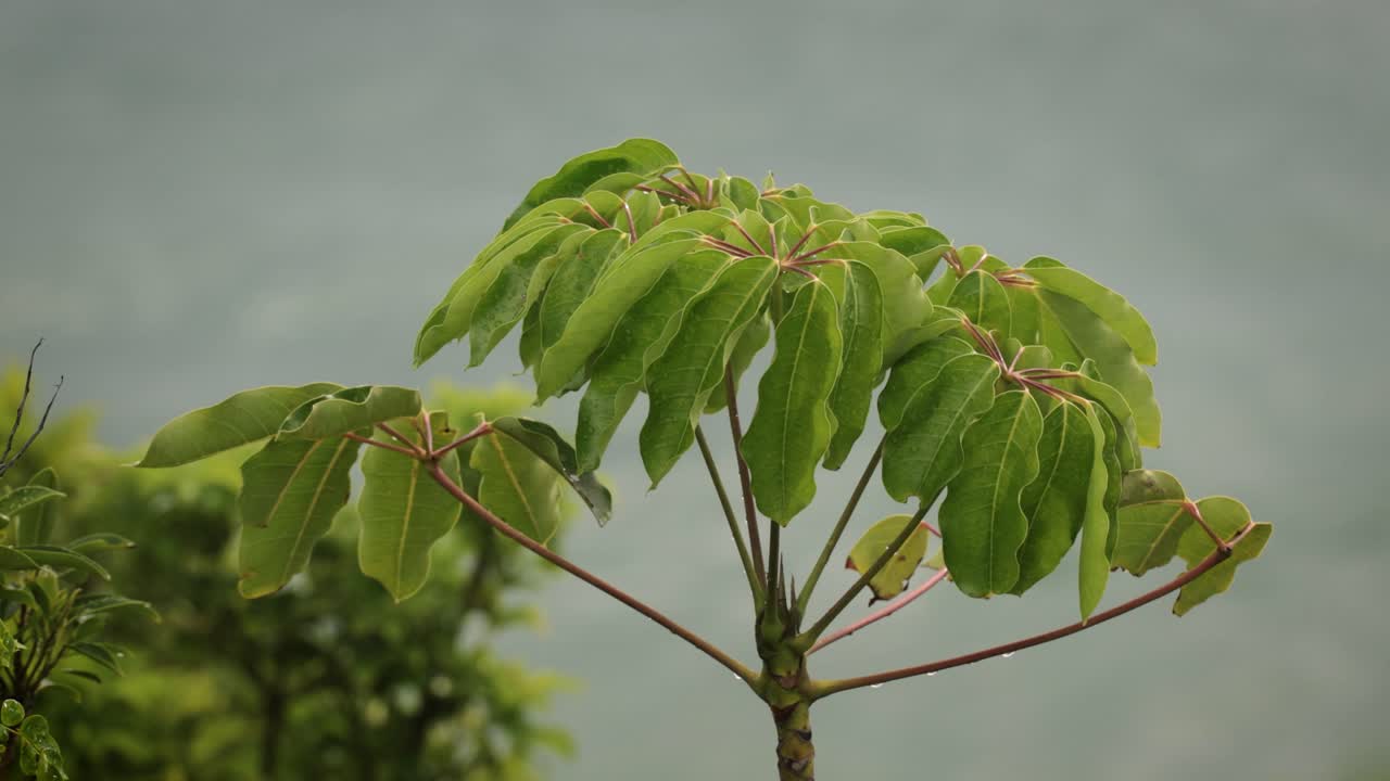 vistas a lo largo de las pistas de senderismo en burleigh heads national park, gold coast, australia