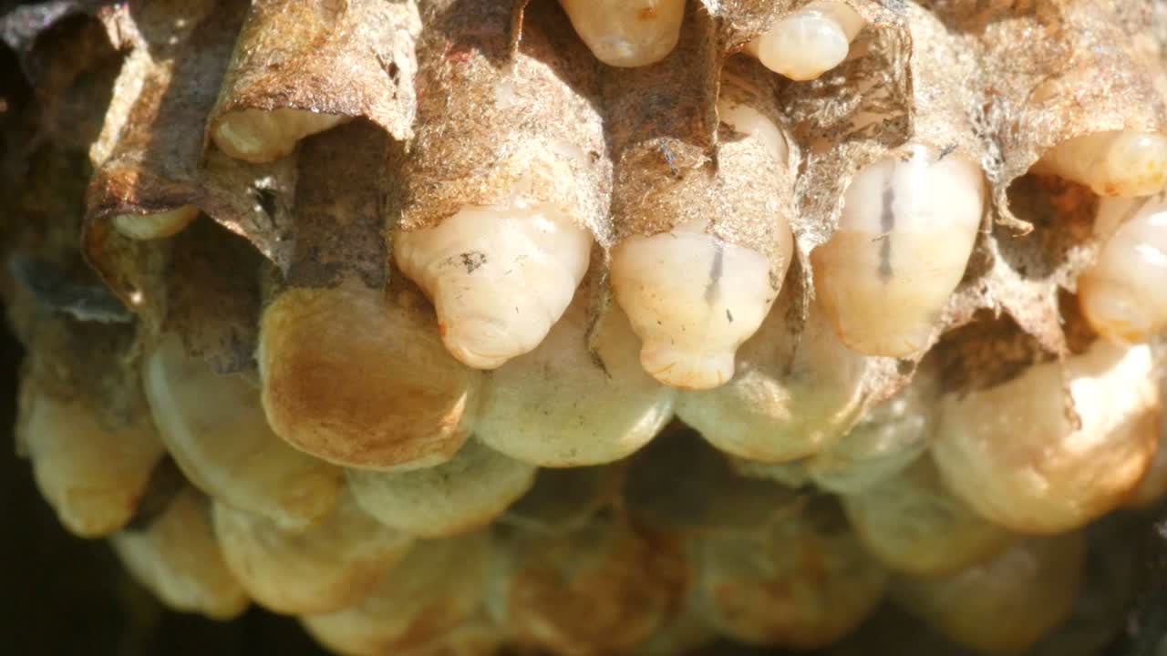 larvas de avispa en el nido, macro