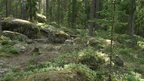 Ancient-mixed-forest