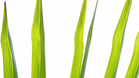 palm tree leaves isolated on a white background
