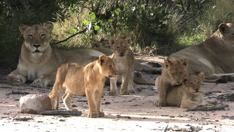 lion cubs and lionesses in tree shade