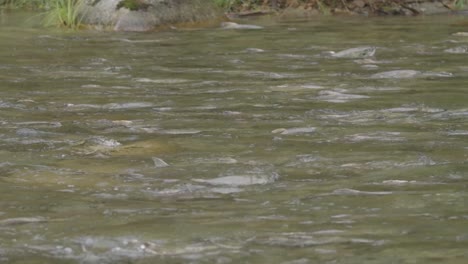 Laichender-Kumpellachs,-Der-In-Einem-Fluss-In-British-Columbia,-Kanada,-Schwimmt