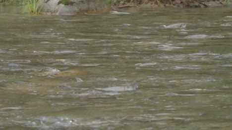 Spawning-Chum-Salmon-swimming-in-a-river-in-British-Columbia,-Canada