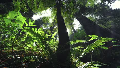 Estrella-Del-Sol-Alcanzando-Su-Punto-Máximo-A-Través-De-Las-Ramas-De-Una-Majestuosa-Secuoya-En-El-Bosque