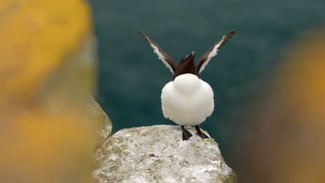 a razorbill sits on the edge of a rock looking towards the camera while flapping its wings in a seabird colony with turquoise water and flying seabirds in the background on handa island