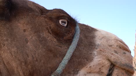 Close-up-of-a-camel's-face-in-the-desert,-Morocco,-Africa