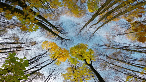 view of the autumn trees from the bottom up