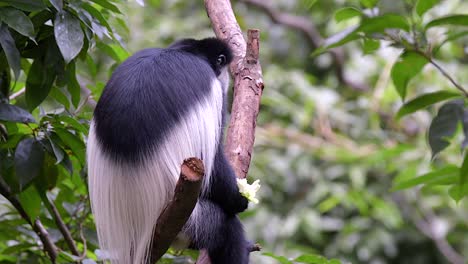 un mono colobo blanco y negro en la rama de un árbol comiendo