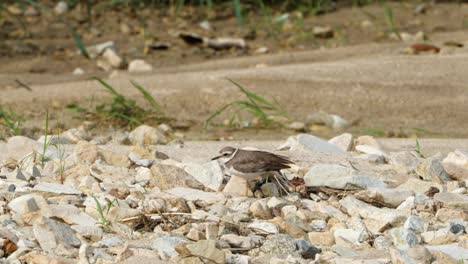 Greater-Sand-Plover-Bird-Preen-Feathers-Standing-in-Stony-Riverbank