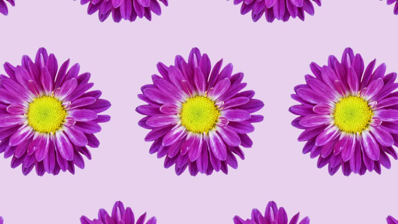 patrón de crisantemo colorido en un fondo rosado. gráficos de movimiento simple animación floral