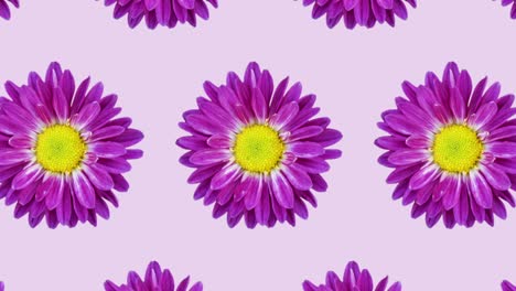 patrón de crisantemo colorido en un fondo rosado. gráficos de movimiento simple animación floral