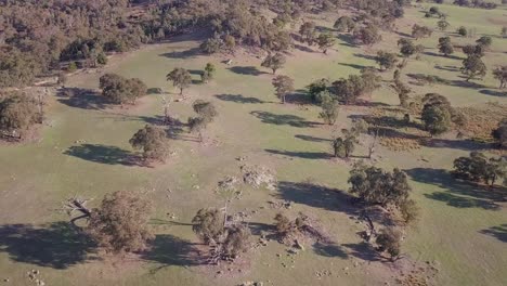 Luftflug-über-Wald-In-Australien-Mit-Bäumen-Und-Bergen-Im-Hintergrund,-Langstreckenaufnahme,-Die-Sich-Vorwärts-Bewegt-Und-Nach-Unten-Neigt