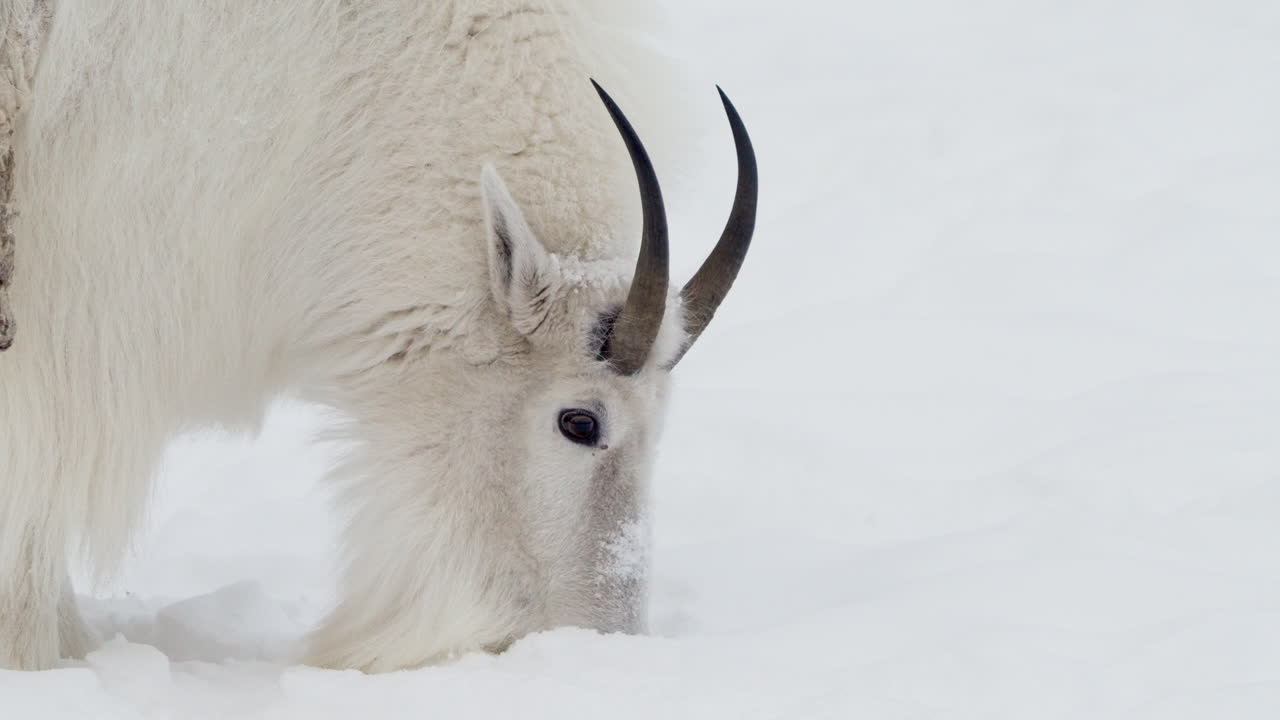 Furry Wild Mountain Goat In Winter Nature Of Yukon, Canada. Slow Motion Shot