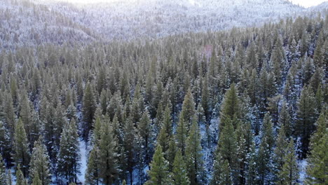 drone flying over snowy forest