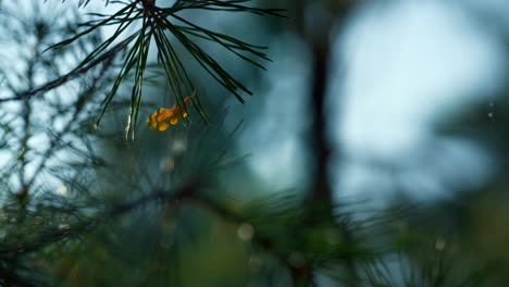 Forest-green-fir-branch-growth-in-autumn-season-outdoors-countryside.