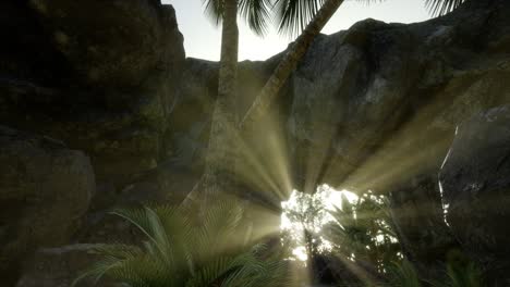 grandes palmeras en la cueva de piedra con rayos de luz solar