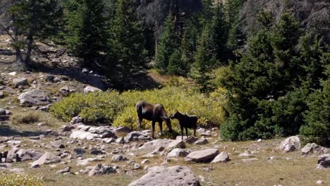 a mother and baby moose grazing on a large green bush up near the lower red castle lake in the high uinta national forest between utah and wyoming on a backpacking hike on a summer day