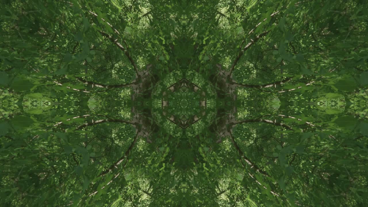 caleidoscopio de vegetación usando imágenes de bosque de wissahickon creek, philadelphia, #14