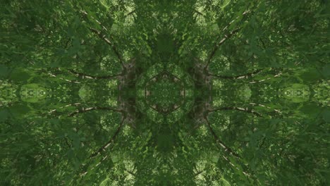 greenery kaleidoscope using forest imagery from wissahickon creek, philadelphia, #14