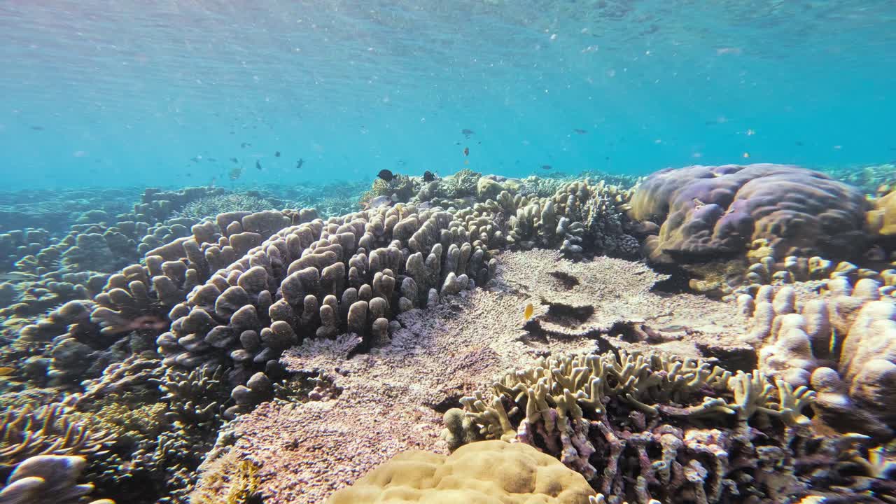 un paisaje submarino estático del animado arrecife de coral lleno de vida en las maldivas